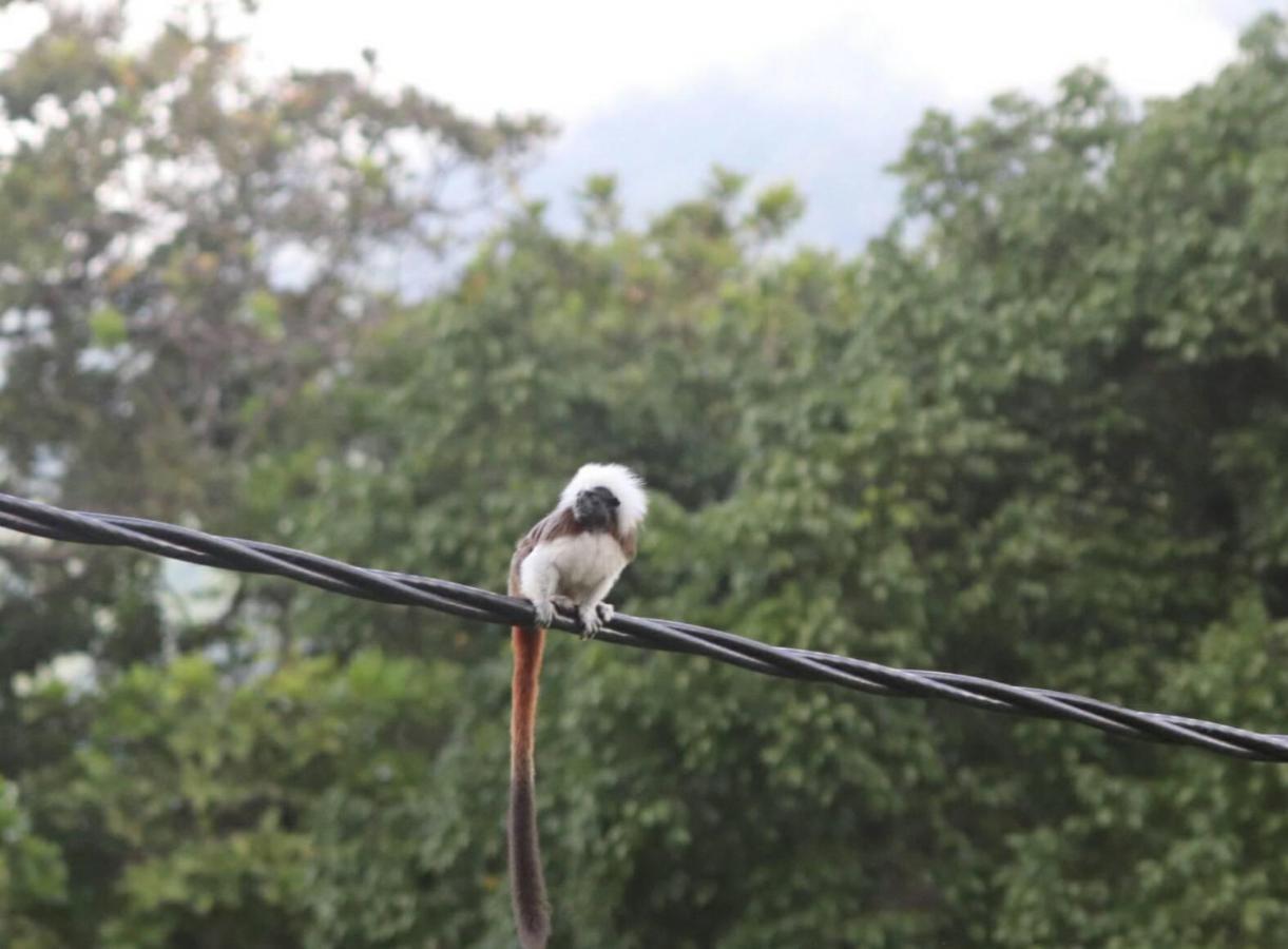 Hostal Mama Tayrona Calabazo  Eksteriør billede